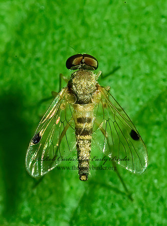 Chrysopilus modestus  SNIPE FLY 4002161_1z