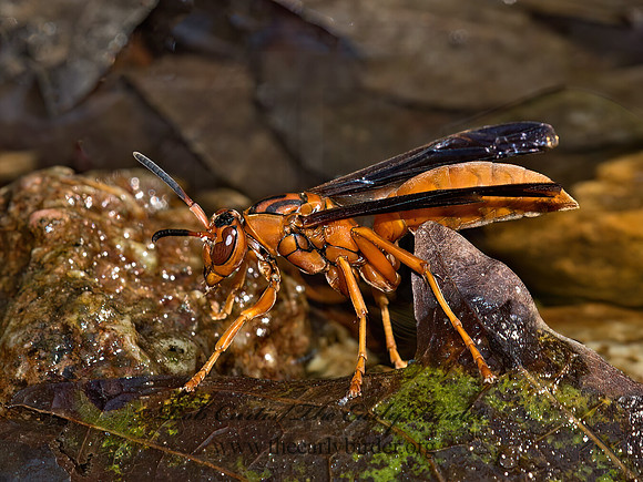 Polistes carolina  PAPER WASP 9051910z