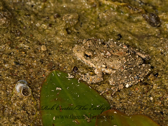 Acris crepitans  NORTHERN CRICKET FROG 9047744 z