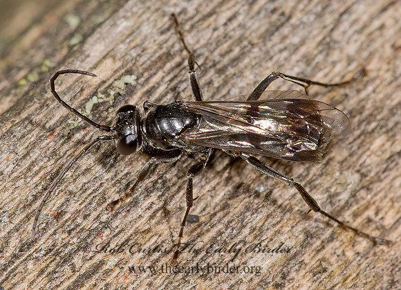 Deuteragenia variegata grp  PEPSINI SPIDER WASP 9014689z