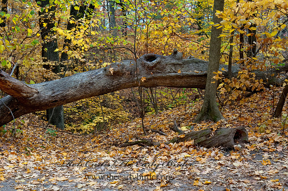 FALL FOREST SCENE 5017035z