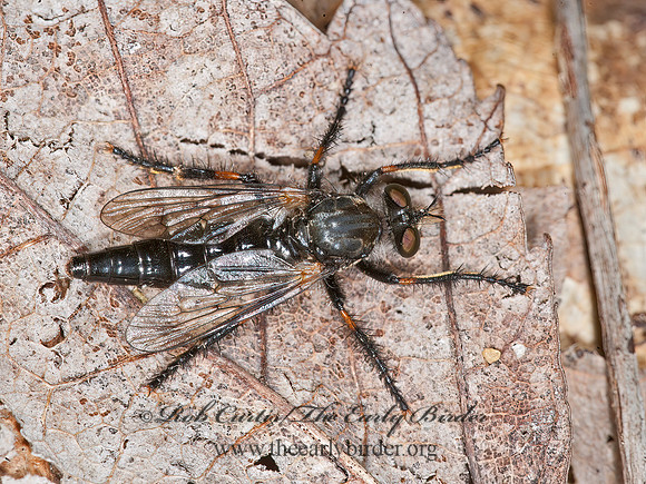 Cyrtopogon falto~  BLACK ROBBER FLY 8034322z