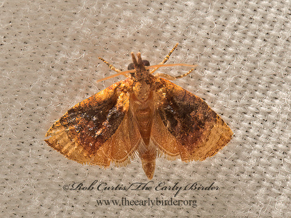 Platynota flavedana  BLACK-SHADED PLATYNOTA MOTH 9051333z
