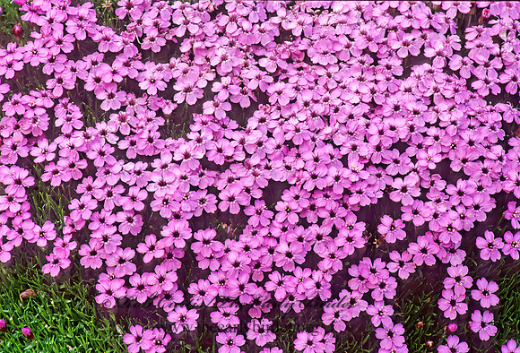 Silene acaulis  MOSS CAMPION 241334z