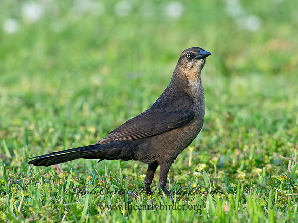 Quiscalus mexicanus  GREAT-TAILED GRACKLE 6038154z
