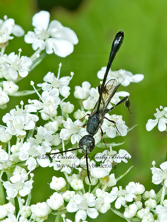 Gasteruption assectator 5012382z