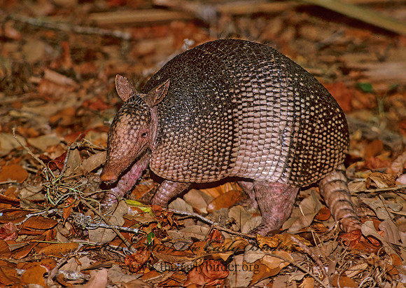 Dasypus novemcinctus  9-BANDED ARMADILLO 273401z