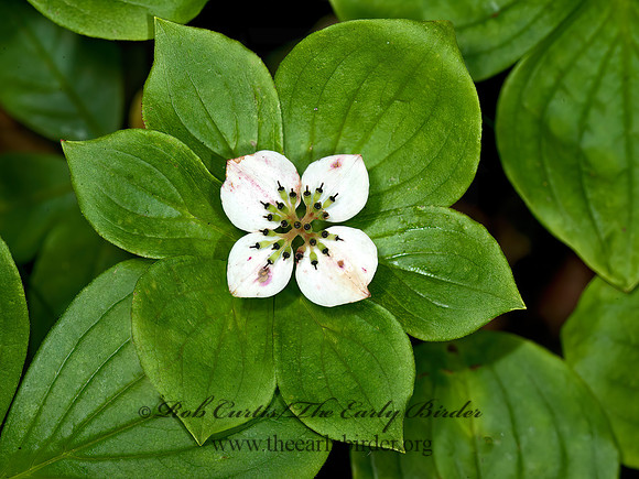 Cornus canadensis  BUNCHBERRY DOGWOOD 8034527z