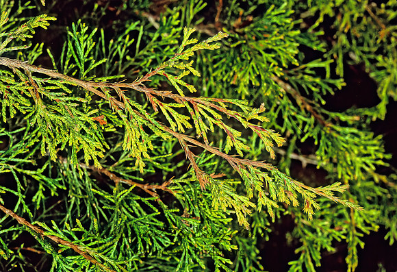 Juniperus virginiana~   RED CEDAR 213914z