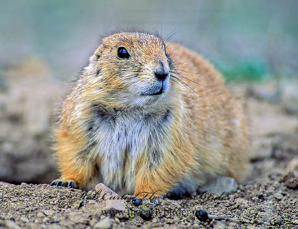 Cynomys ludovicianus  BLACK-TAILED PRAIRIE DOG 144025z