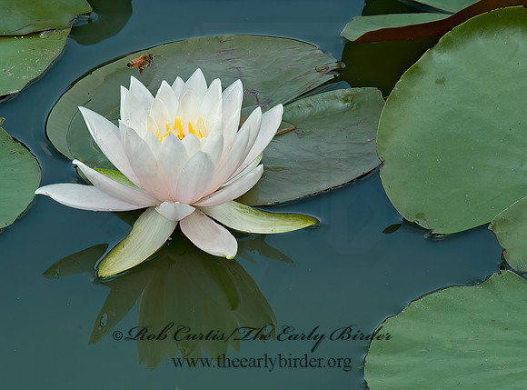 Nymphaea odorata  FRAGRANT WATER LILY 5011541z