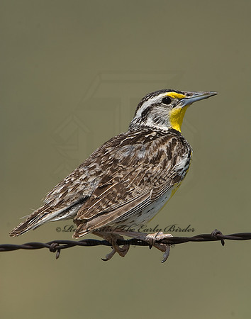 Sturnella neglecta  WESTERN MEADOWLARK 7011353z