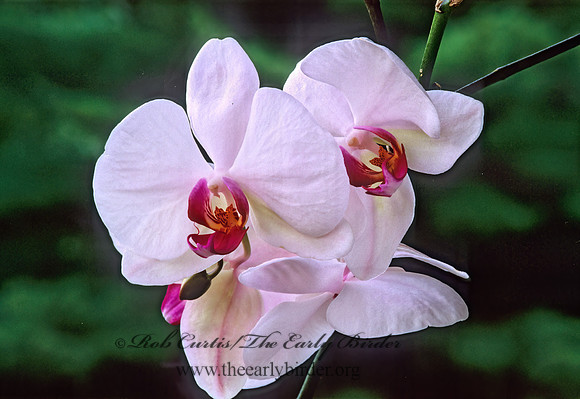 Phalaenopsis x  PINK MOTH ORCHID  277729z