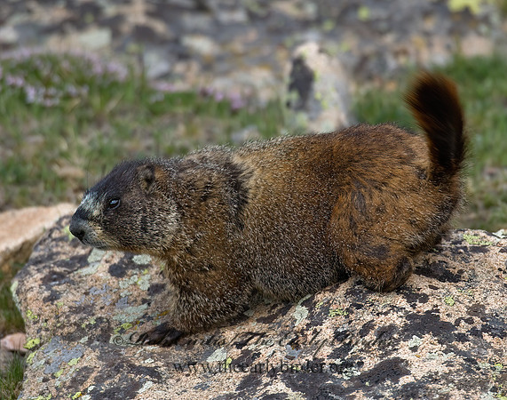 Marmota flaviventris  YELLOW-BELLIED MARMOT 7010504z