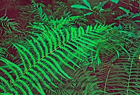 Cyclosorus interruptus  SWAMP SHIELD-FERN 261232z