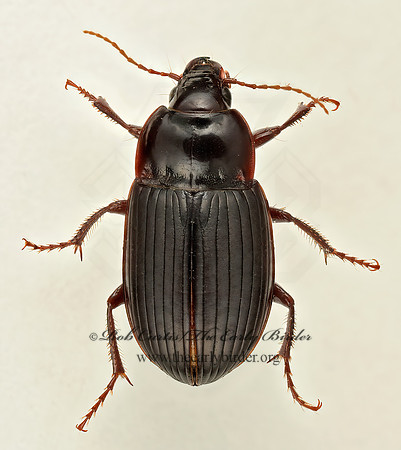 Amara (Percosia) obesa 9017423z