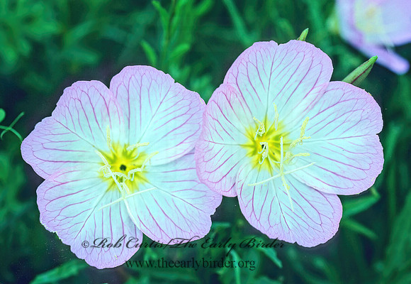 Oenothera speciosa  SHOWY EVENING PRIMOSE 66926z