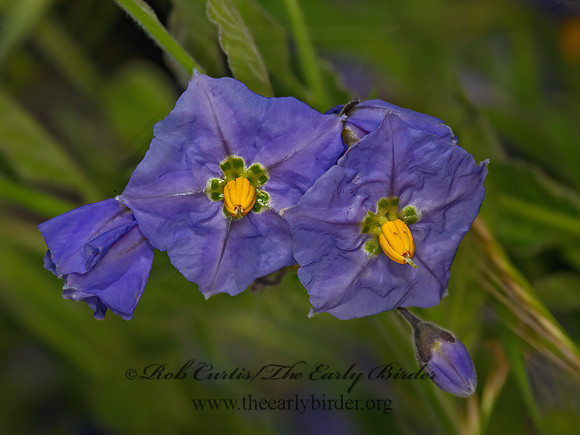 Solanum parishii  PARISH'S NIGHTSHADE 8036903z