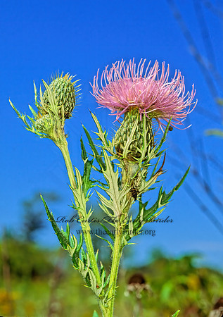 Cirsium discolor  PASTURE THISTLE 114328z