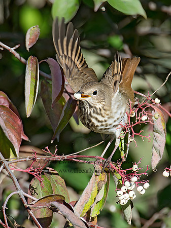 Catharus guttatus  HERMIT THRUSH 9015483z