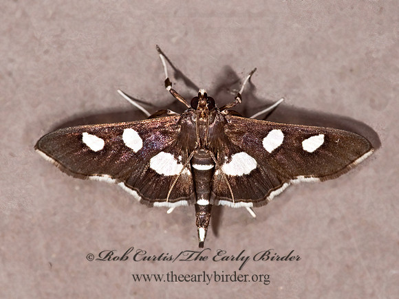 Desmia funeralis GRAPE LEAF-FOLDER MOTH~ 8023316z