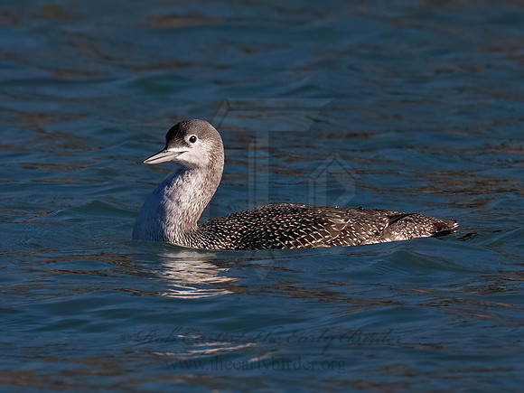Gavia stellata RED-THROATED LOON 9086662z