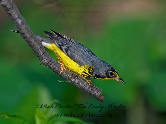 Cardellina canadensis  CANADA WARBLER 8013280z