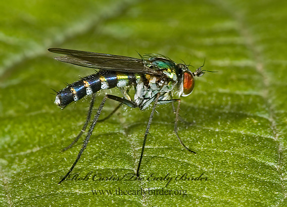Plagioneurus univittatus  LONGLEGGED FLY 5015780z