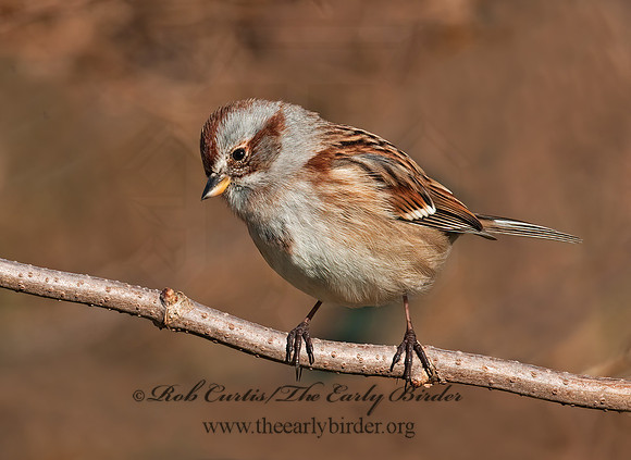 Spizelloides arborea  AMERICAN TREE SPARROW 3005213z