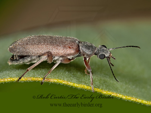 Stereopalpus vestitus  ANTLIKE FLOWER BEETLE 3002784z