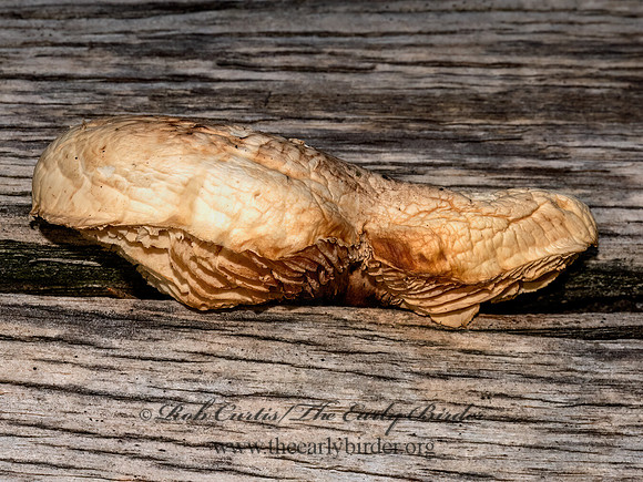 Neolentinus  GLOEPHYLLACEAE MUSHROOM 3024173z