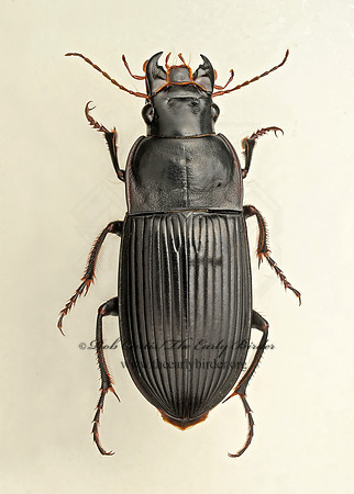Harpalus calignosus 9019499z