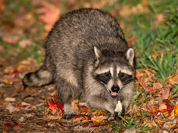 Procyon lotor  RACCOON 9025694 z