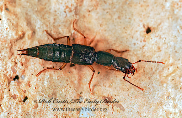 Homaeotarsus 200838z