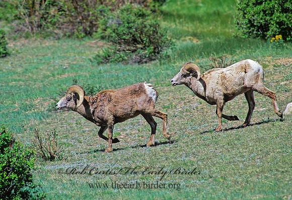 Ovis canadensis  BIGHORN SHEEP 153636z