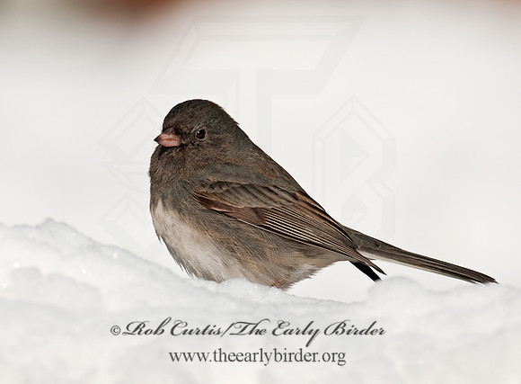 Junco hyemalis   DARK-EYED JUNCO 3012414z