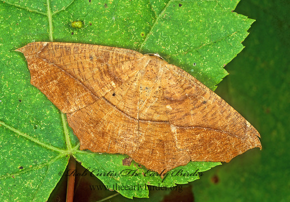 Prochoerodes lineola LARGE MAPLE SPANWORM 1115018z