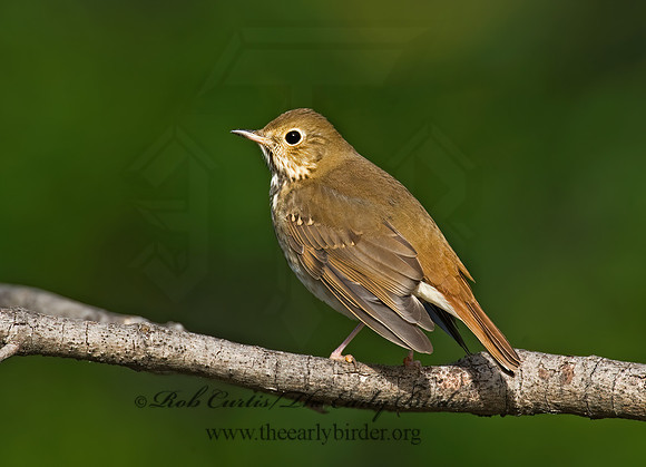 Catharus guttatus  HERMIT THRUSH 8018551z