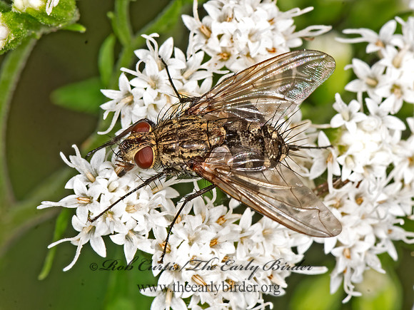 Dexiini  TACHINID FLY 3026121z