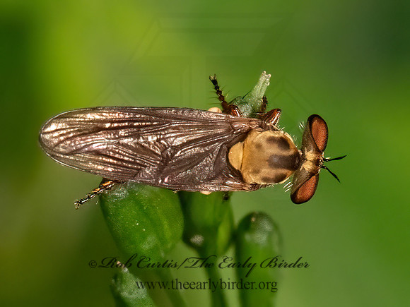 Holcocephala  ROBBER FLY 3022625z