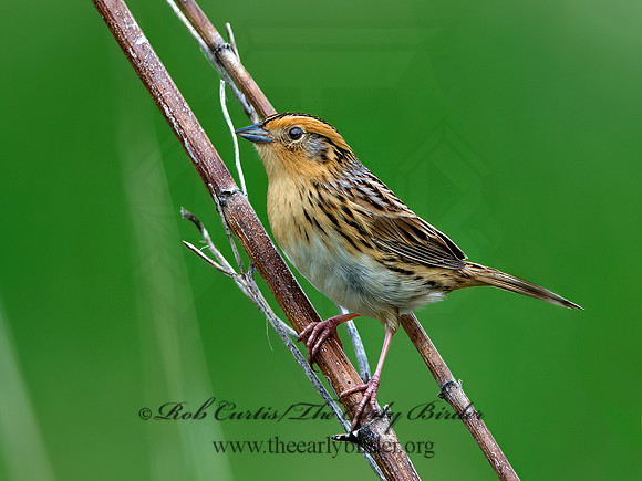 Ammospiza leconteii  LE CONTE'S SPARROW 9028976z