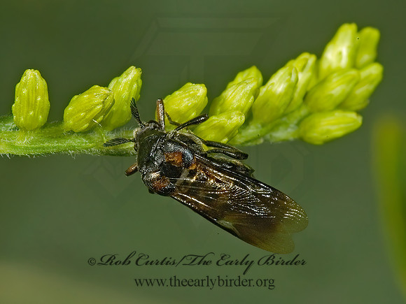 Ripiphorus fasciatus grp 5013383 Fz