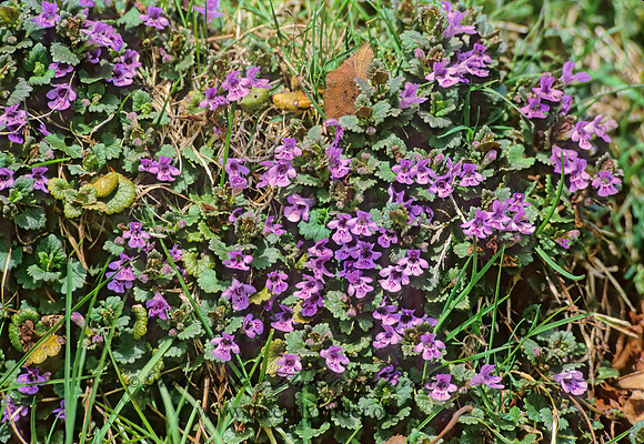 Glechoma hederacea  CREEPING CHARLIE 279810z