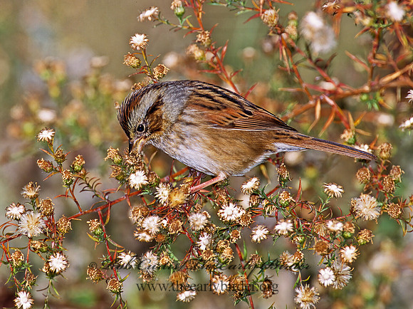 Melospiza georgiana  SWAMP SPARROW 1277710z
