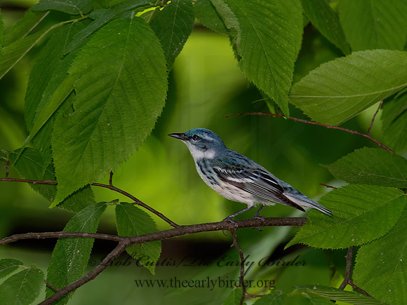 Setophaga cerulea  CERULEAN WARBLER 9023061z