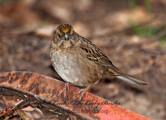 Zonotrichia atricapilla  GOLDEN-CROWNED SPARROW 8020764z