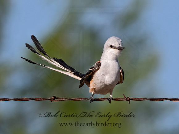 Tyrannus forficatus  SCISSOR-TAILED FLYCATCHER 3033986z