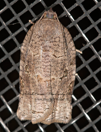 Archips grisea  TORTRICID MOTH 3013361z