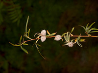 Elaeagnus angustifolia RUSSIAN OLIVE 3025217-z