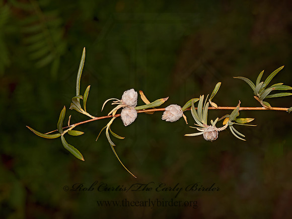 Elaeagnus angustifolia  RUSSIAN OLIVE 3025217-z